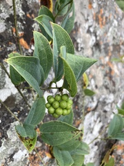 Smilax anceps