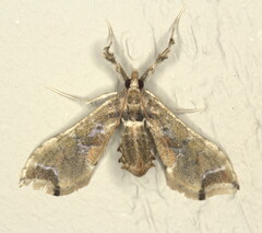 Leucinodes laisalis