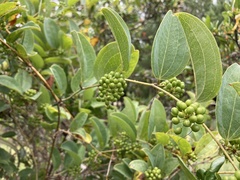 Smilax anceps