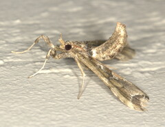 Leucinodes laisalis