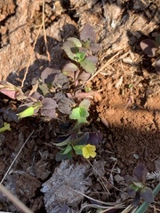 Mecardonia procumbens