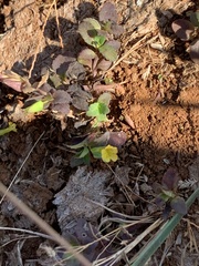 Mecardonia procumbens