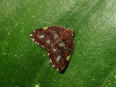 Ricanula