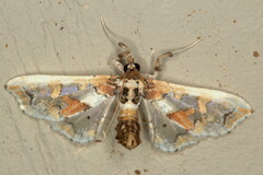 Leucinodes pseudorbonalis