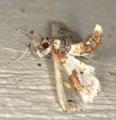 Leucinodes pseudorbonalis