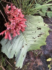 Streptocarpus dunnii