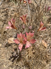 Alstroemeria hookeri