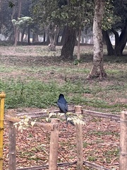 Dicrurus macrocercus