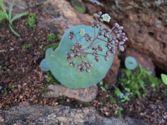 Crassula umbella