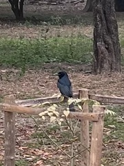 Dicrurus macrocercus