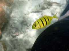 Gnathanodon speciosus
