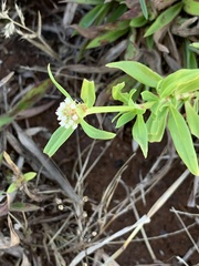 Spermacoce verticillata