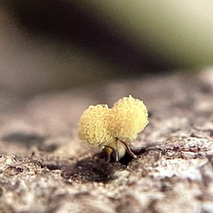 Hemitrichia calyculata