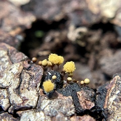 Hemitrichia calyculata