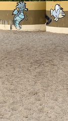 Streptopelia chinensis