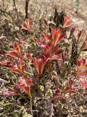 Alstroemeria hookeri