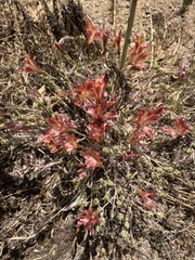 Alstroemeria hookeri