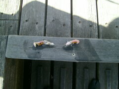 Trypaea australiensis