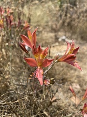 Alstroemeria hookeri