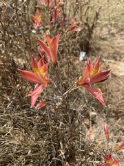 Alstroemeria hookeri