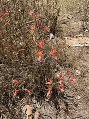 Alstroemeria hookeri