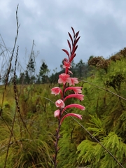 Watsonia knysnana