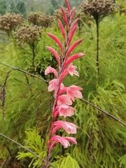 Watsonia knysnana