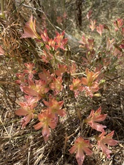 Alstroemeria hookeri