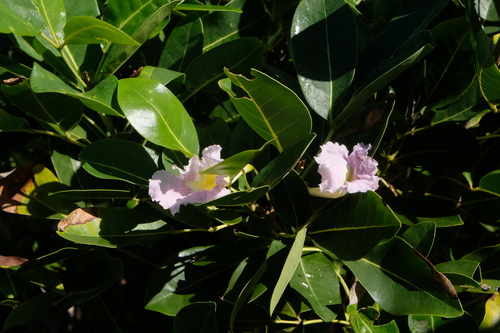 Tabebuia pallida, photograph 5