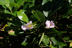 Tabebuia pallida