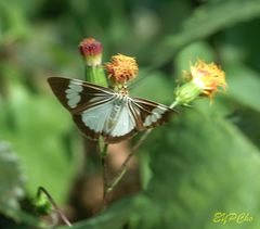 Nyctemera tripunctaria