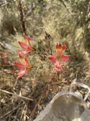 Alstroemeria hookeri