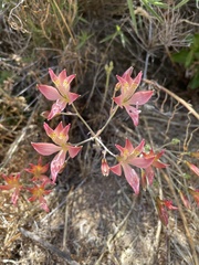 Alstroemeria hookeri