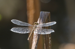 Neurothemis intermedia