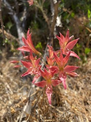 Alstroemeria hookeri