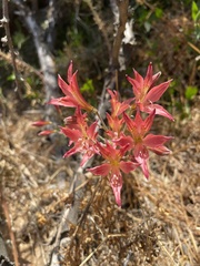 Alstroemeria hookeri