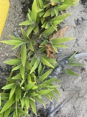 Thuarea involuta