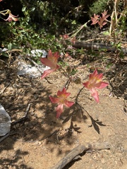 Alstroemeria hookeri