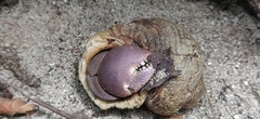Coenobita brevimanus