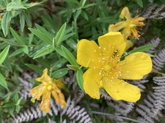 Hypericum revolutum