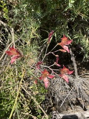 Alstroemeria hookeri