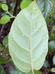 Cissus antarctica
