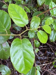 Cissus antarctica