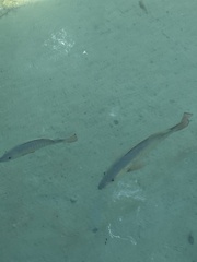 Lutjanus argentimaculatus