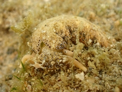 Plakobranchus ocellatus