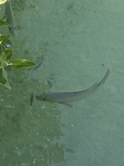 Lutjanus argentimaculatus