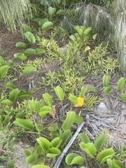 Thuarea involuta