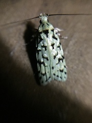 Izatha peroneanella