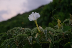 Ipomoea violacea