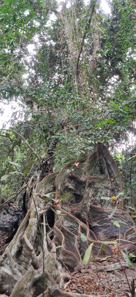 Long – Heritiera littoralis